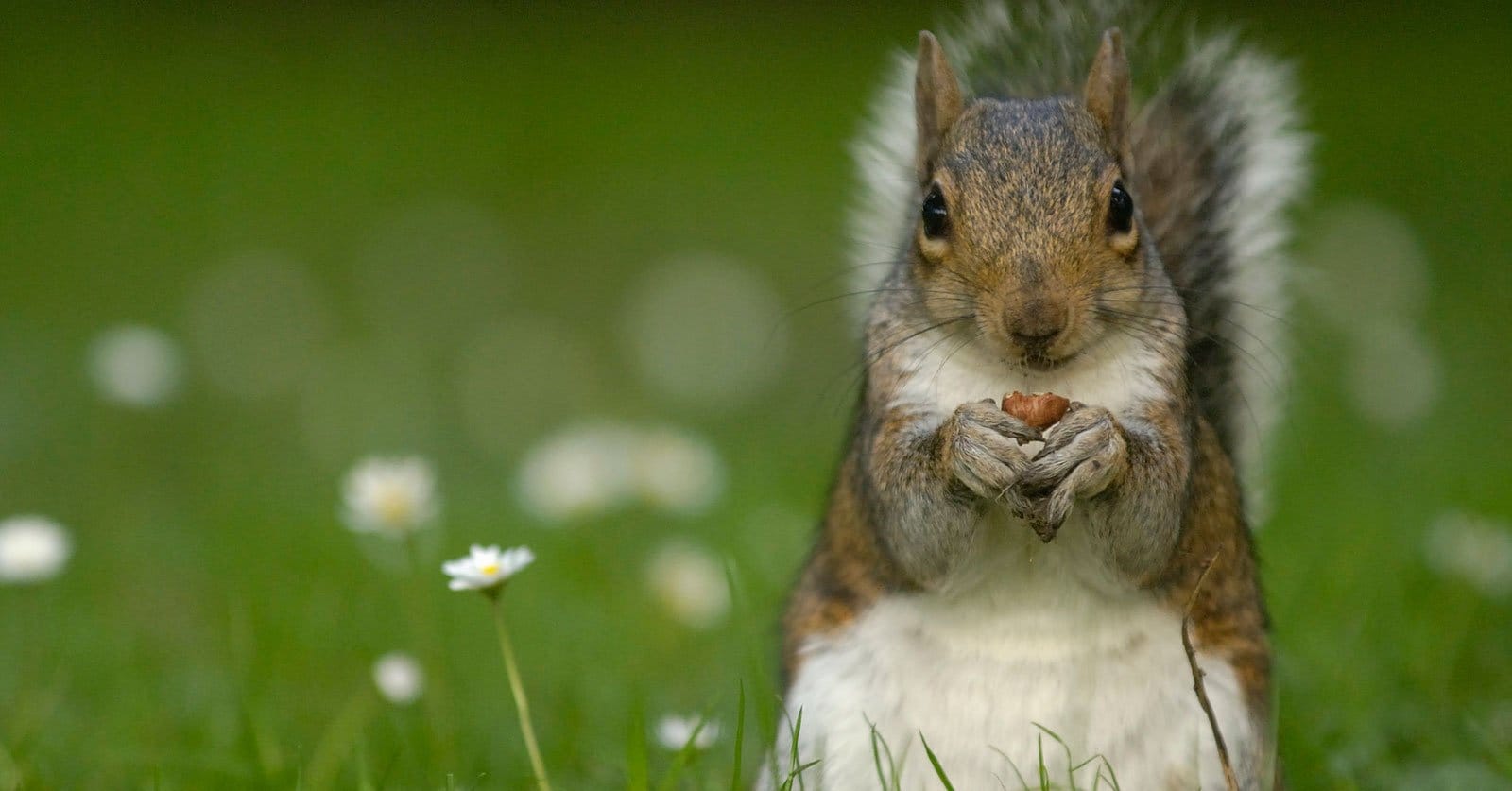 squirrelmail